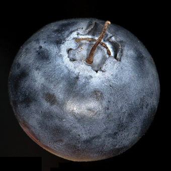 Inferior ovary - the stem end is hidden, while the sepals and style are visible in this view of a blueberry [Ericaceae]